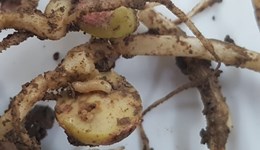 Bean seed fly: Identification and control